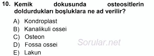 Temel Veteriner Histoloji ve Embriyoloji 2014 - 2015 Tek Ders Sınavı 10.Soru