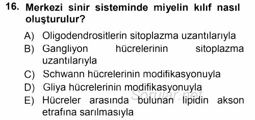 Temel Veteriner Histoloji ve Embriyoloji 2014 - 2015 Tek Ders Sınavı 16.Soru