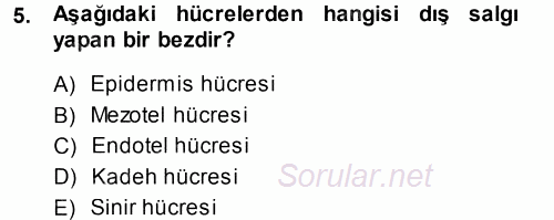 Temel Veteriner Histoloji ve Embriyoloji 2014 - 2015 Tek Ders Sınavı 5.Soru
