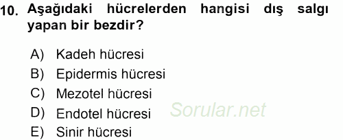 Temel Veteriner Histoloji ve Embriyoloji 2015 - 2016 Ara Sınavı 10.Soru