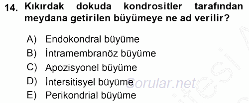Temel Veteriner Histoloji ve Embriyoloji 2015 - 2016 Ara Sınavı 14.Soru