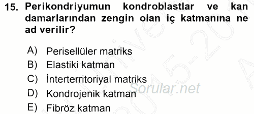 Temel Veteriner Histoloji ve Embriyoloji 2015 - 2016 Ara Sınavı 15.Soru