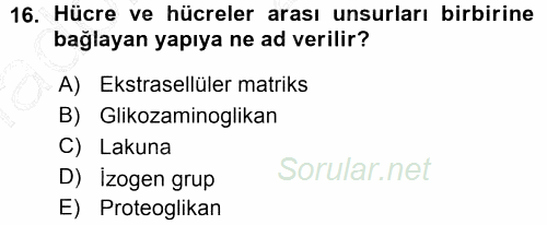 Temel Veteriner Histoloji ve Embriyoloji 2015 - 2016 Ara Sınavı 16.Soru