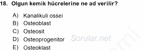 Temel Veteriner Histoloji ve Embriyoloji 2015 - 2016 Ara Sınavı 18.Soru