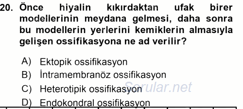 Temel Veteriner Histoloji ve Embriyoloji 2015 - 2016 Ara Sınavı 20.Soru