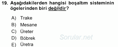 İnsan Beden Yapısı Ve Fizyolojisi 2017 - 2018 Dönem Sonu Sınavı 19.Soru