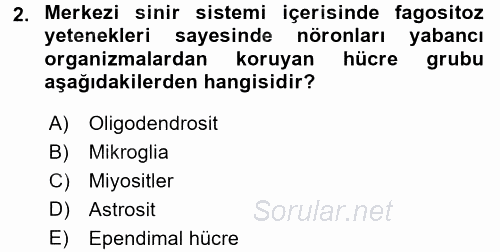 İnsan Beden Yapısı Ve Fizyolojisi 2017 - 2018 Dönem Sonu Sınavı 2.Soru