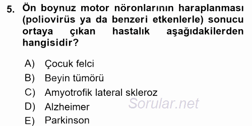 İnsan Beden Yapısı Ve Fizyolojisi 2017 - 2018 Dönem Sonu Sınavı 5.Soru