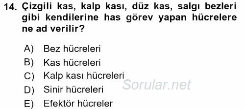 Temel Veteriner Farmakoloji ve Toksikoloji 2015 - 2016 Ara Sınavı 14.Soru