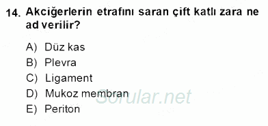 İnsan Anatomisi Ve Fizyolojisi 2014 - 2015 Dönem Sonu Sınavı 14.Soru