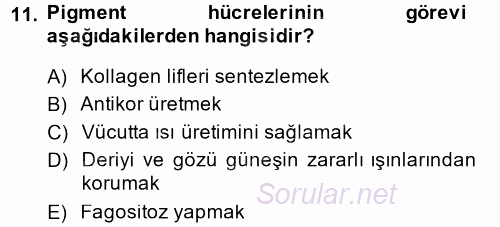 Temel Veteriner Histoloji ve Embriyoloji 2014 - 2015 Ara Sınavı 11.Soru