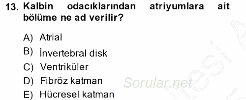 Temel Veteriner Histoloji ve Embriyoloji 2014 - 2015 Ara Sınavı 13.Soru