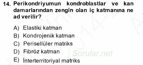 Temel Veteriner Histoloji ve Embriyoloji 2014 - 2015 Ara Sınavı 14.Soru