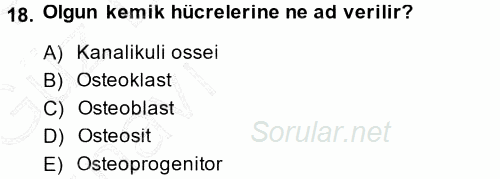 Temel Veteriner Histoloji ve Embriyoloji 2014 - 2015 Ara Sınavı 18.Soru