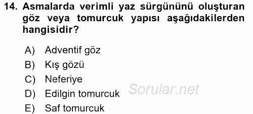 Bahçe Tarımı 2 2016 - 2017 Ara Sınavı 14.Soru