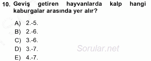 Temel Veteriner Anatomi 2015 - 2016 Dönem Sonu Sınavı 10.Soru