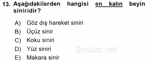 Temel Veteriner Anatomi 2015 - 2016 Dönem Sonu Sınavı 13.Soru