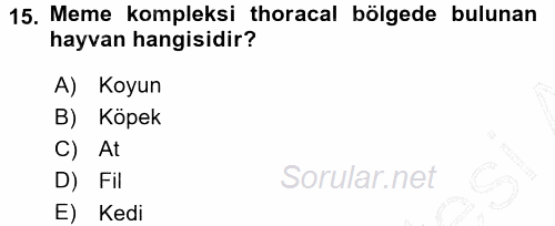 Temel Veteriner Anatomi 2015 - 2016 Dönem Sonu Sınavı 15.Soru