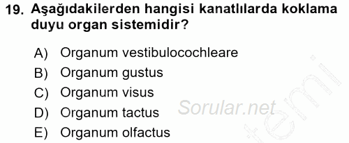 Temel Veteriner Anatomi 2015 - 2016 Dönem Sonu Sınavı 19.Soru