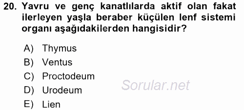 Temel Veteriner Anatomi 2015 - 2016 Dönem Sonu Sınavı 20.Soru