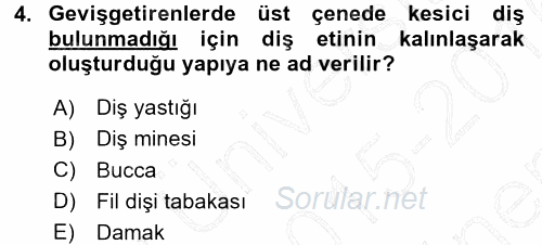 Temel Veteriner Anatomi 2015 - 2016 Dönem Sonu Sınavı 4.Soru