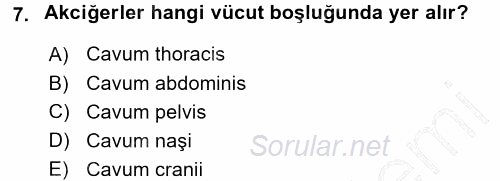 Temel Veteriner Anatomi 2015 - 2016 Dönem Sonu Sınavı 7.Soru