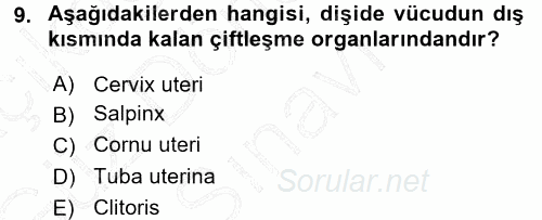 Temel Veteriner Anatomi 2015 - 2016 Dönem Sonu Sınavı 9.Soru
