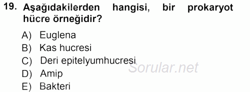 Genel Biyoloji 1 2012 - 2013 Ara Sınavı 19.Soru
