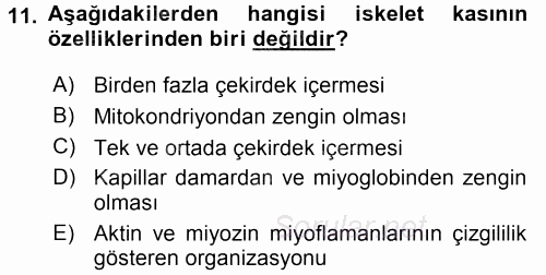 Temel Veteriner Histoloji ve Embriyoloji 2015 - 2016 Tek Ders Sınavı 11.Soru