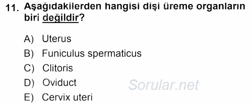 Temel Veteriner Anatomi 2013 - 2014 Tek Ders Sınavı 11.Soru