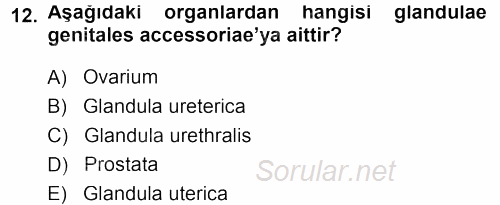 Temel Veteriner Anatomi 2013 - 2014 Tek Ders Sınavı 12.Soru