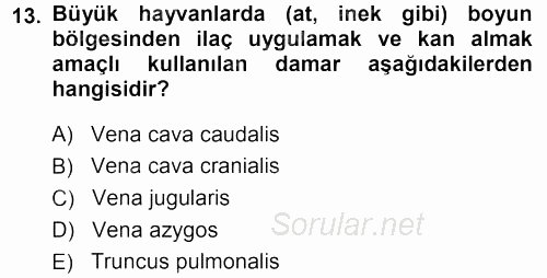 Temel Veteriner Anatomi 2013 - 2014 Tek Ders Sınavı 13.Soru