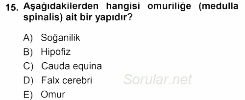 Temel Veteriner Anatomi 2013 - 2014 Tek Ders Sınavı 15.Soru