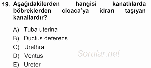 Temel Veteriner Anatomi 2013 - 2014 Tek Ders Sınavı 19.Soru