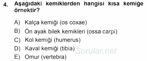Temel Veteriner Anatomi 2013 - 2014 Tek Ders Sınavı 4.Soru