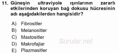 Temel Veteriner Histoloji ve Embriyoloji 2016 - 2017 Ara Sınavı 11.Soru