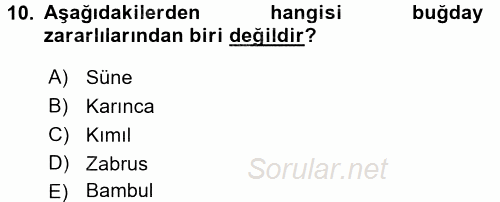 Tarla Bitkileri 1 2016 - 2017 Ara Sınavı 10.Soru