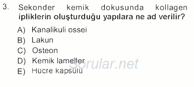Temel Veteriner Histoloji ve Embriyoloji 2012 - 2013 Tek Ders Sınavı 3.Soru