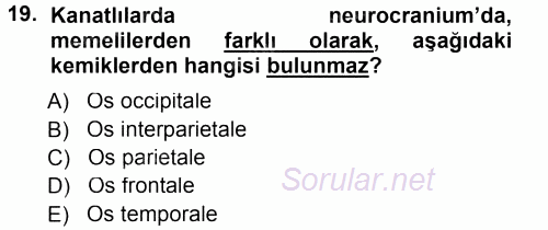 Temel Veteriner Anatomi 2014 - 2015 Tek Ders Sınavı 19.Soru