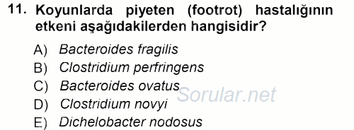 Veteriner Mikrobiyoloji ve Epidemiyoloji 2012 - 2013 Dönem Sonu Sınavı 11.Soru