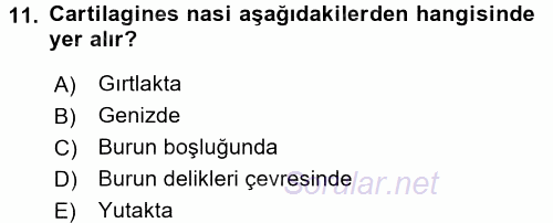 Temel Veteriner Anatomi 2016 - 2017 3 Ders Sınavı 11.Soru