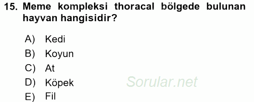 Temel Veteriner Anatomi 2016 - 2017 3 Ders Sınavı 15.Soru
