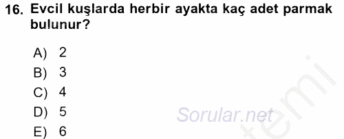 Temel Veteriner Anatomi 2016 - 2017 3 Ders Sınavı 16.Soru