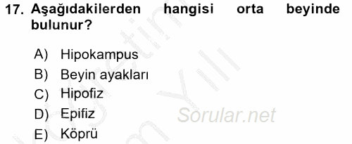 Temel Veteriner Anatomi 2016 - 2017 3 Ders Sınavı 17.Soru