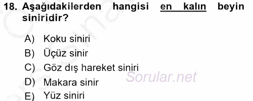 Temel Veteriner Anatomi 2016 - 2017 3 Ders Sınavı 18.Soru