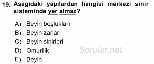 Temel Veteriner Anatomi 2016 - 2017 3 Ders Sınavı 19.Soru