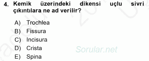Temel Veteriner Anatomi 2016 - 2017 3 Ders Sınavı 4.Soru