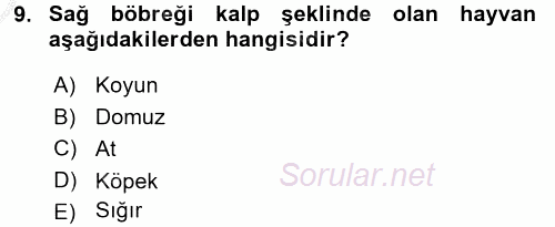 Temel Veteriner Anatomi 2016 - 2017 3 Ders Sınavı 9.Soru