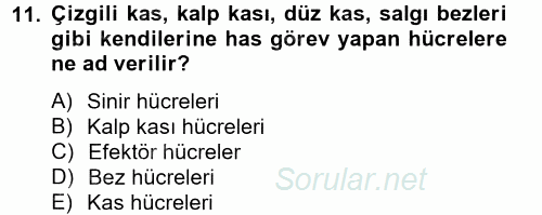 Temel Veteriner Farmakoloji ve Toksikoloji 2014 - 2015 Ara Sınavı 11.Soru