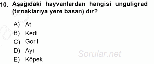 Temel Veteriner Anatomi 2015 - 2016 Ara Sınavı 10.Soru